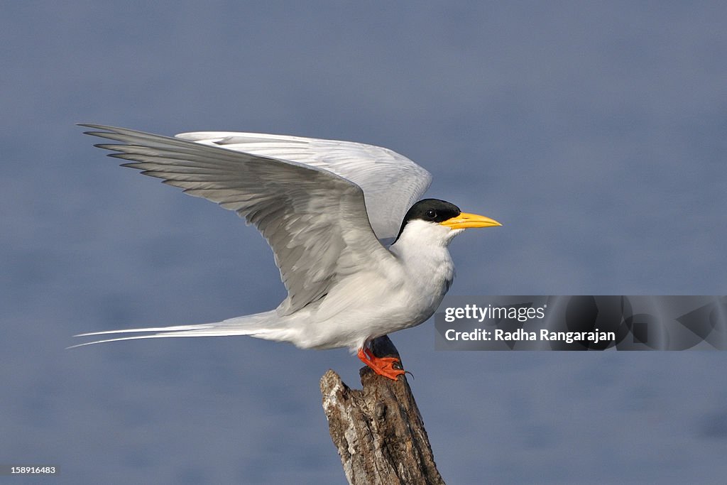 River Tern