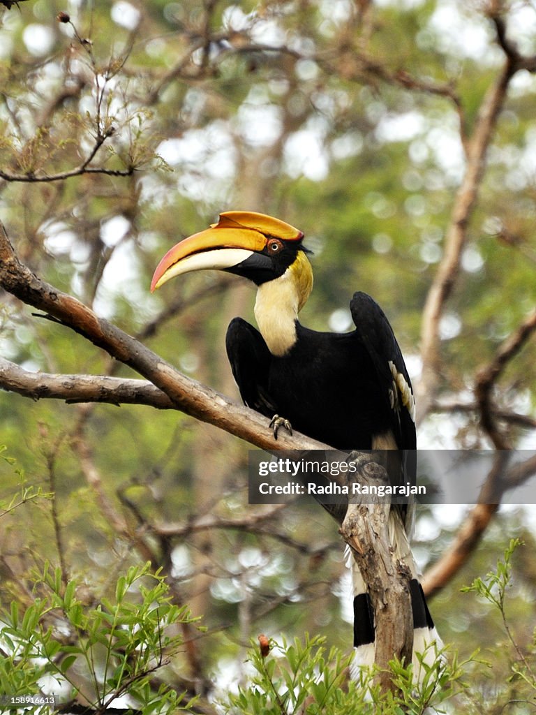 Great Hornbill