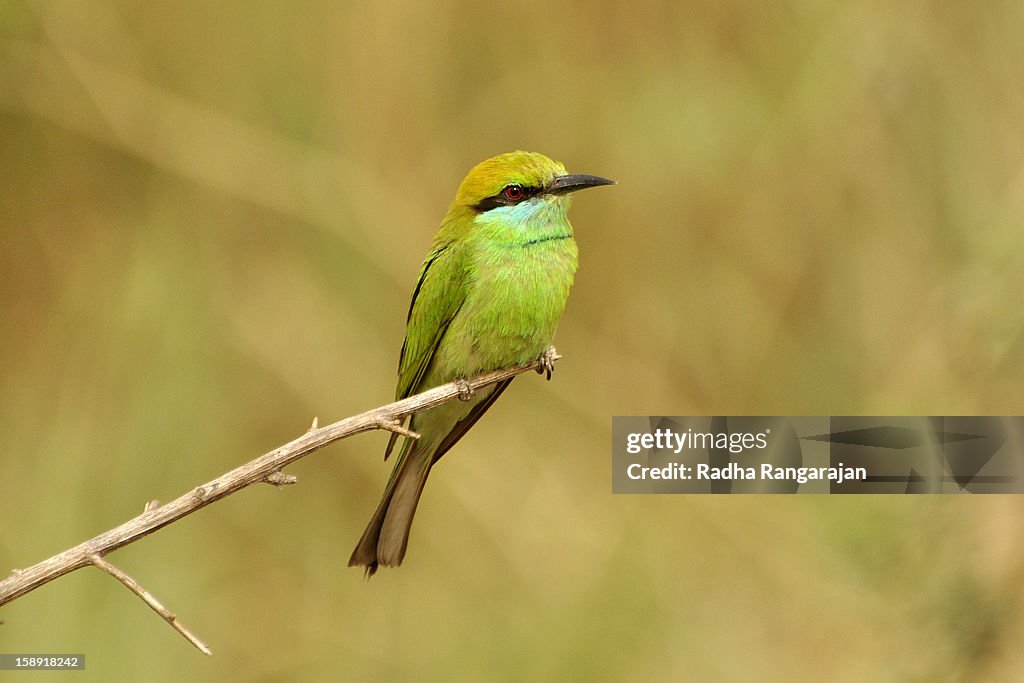 Green Bee Eater