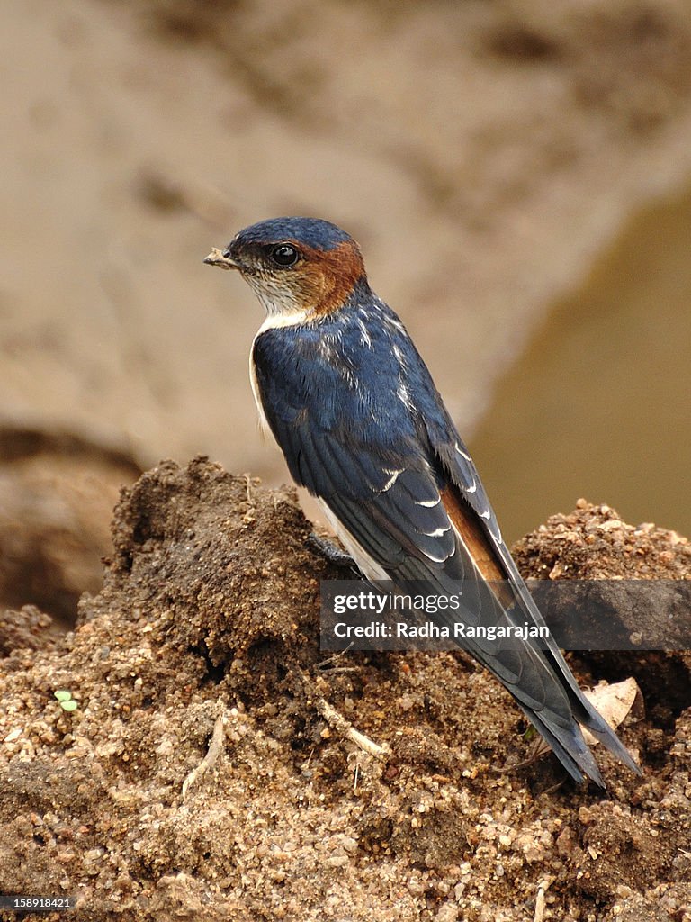 Red Rumped Swallow