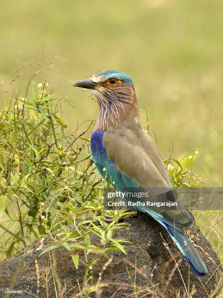 Indian Roller
