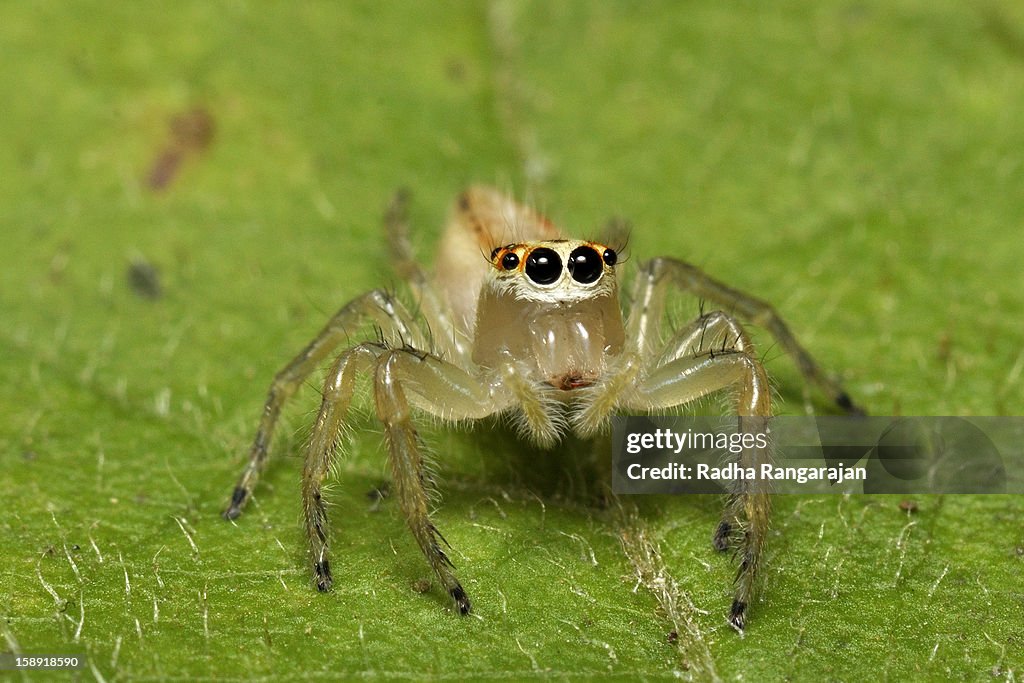Telamonia dimidiata