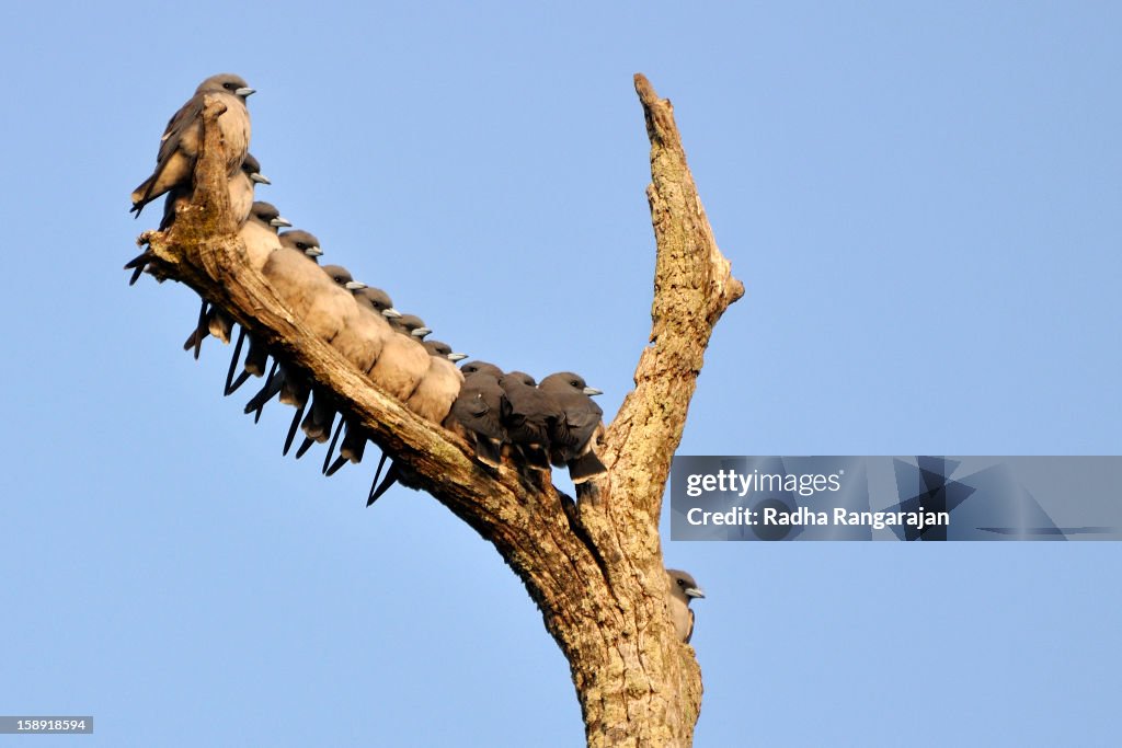 Ashy Woodswallow
