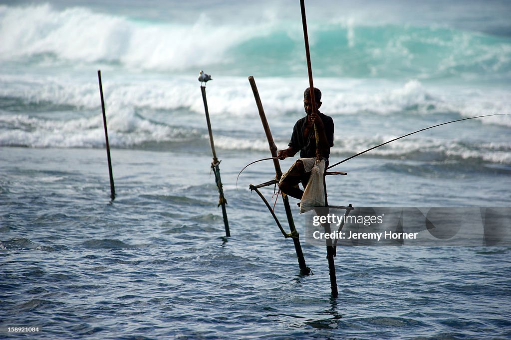 Stilt fisherman at dawn, Galle, Sri Lanka
