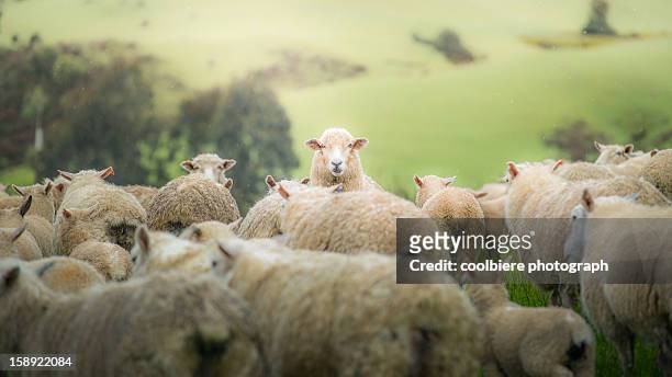 a sheep staring at camera - sheep stock pictures, royalty-free photos & images
