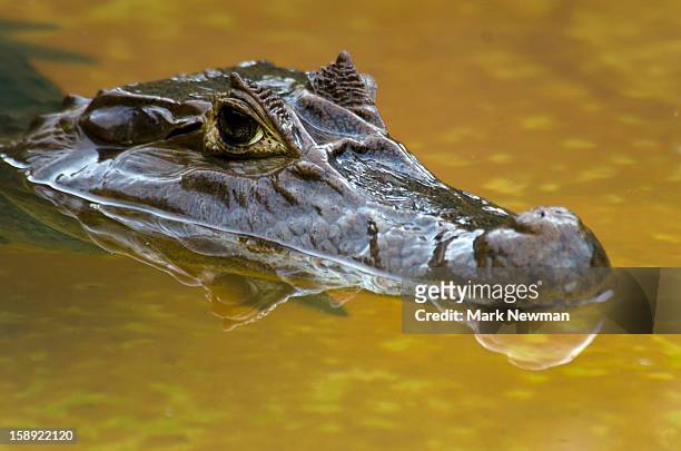 spectacled caiman, closeup, inwater - caiman stock pictures, royalty-free photos & images