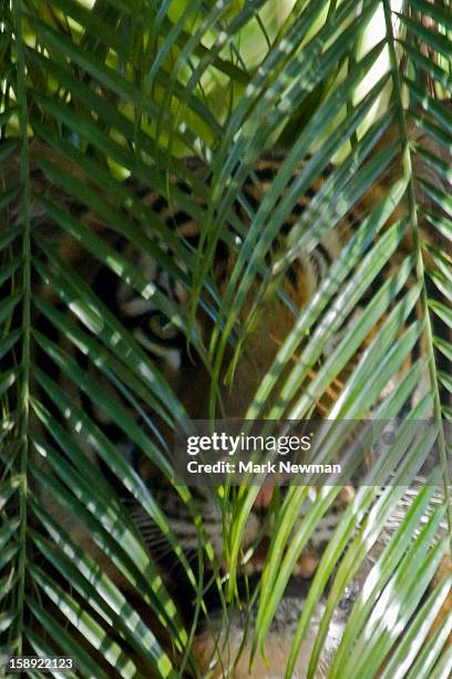 malayan tiger,peeking through leaves - malayan tiger stock pictures, royalty-free photos & images