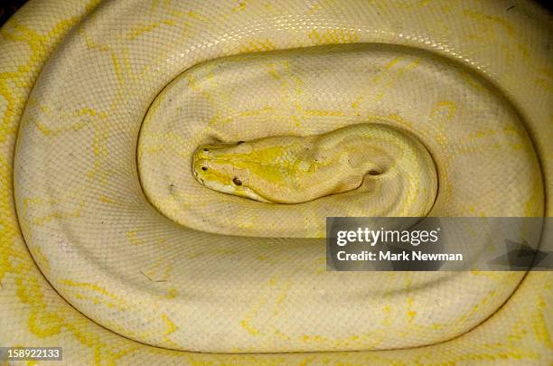 albino burmese python,coiled - indian python - fotografias e filmes do acervo