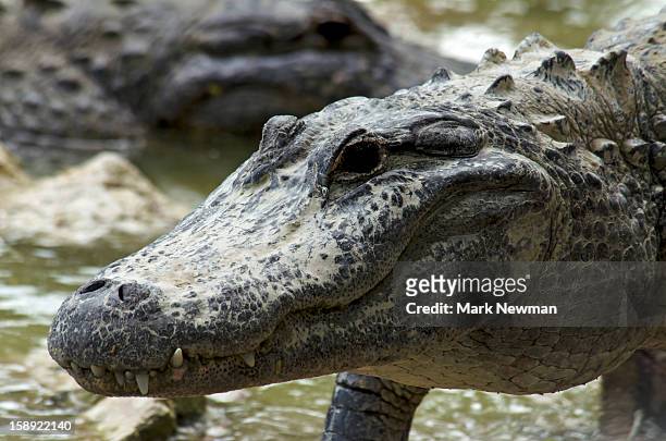 alligator, walking, closeup - alligator mississippiensis stock pictures, royalty-free photos & images