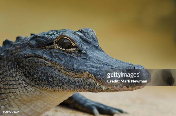 alligator, immature - alligator mississippiensis stock pictures, royalty-free photos & images