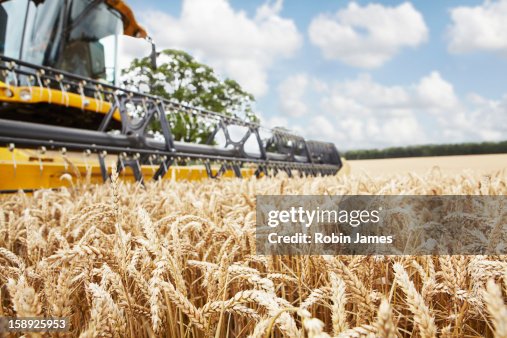 Harvester working in crop field Harvester working in crop field