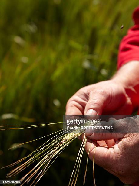 farmer examining barley stalks in field - farmer australia ストックフォトと画像