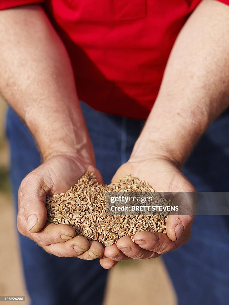 Farmer holding handful of barley seeds