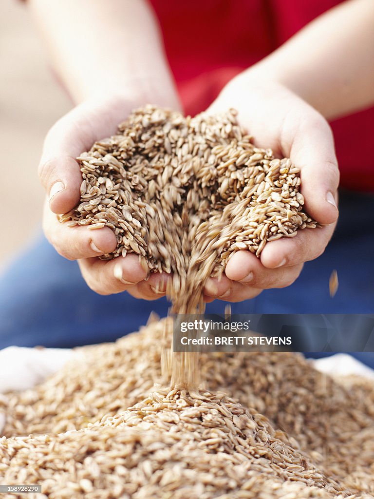 Farmer pouring handful of barley seeds
