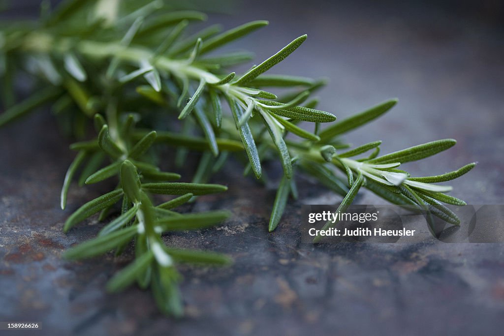 Close up of rosemary leaves