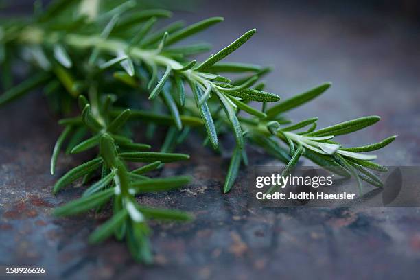 close up of rosemary leaves - rosemary fotografías e imágenes de stock