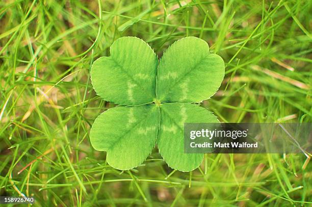 close up of four leaf clover - stourbridge stock pictures, royalty-free photos & images