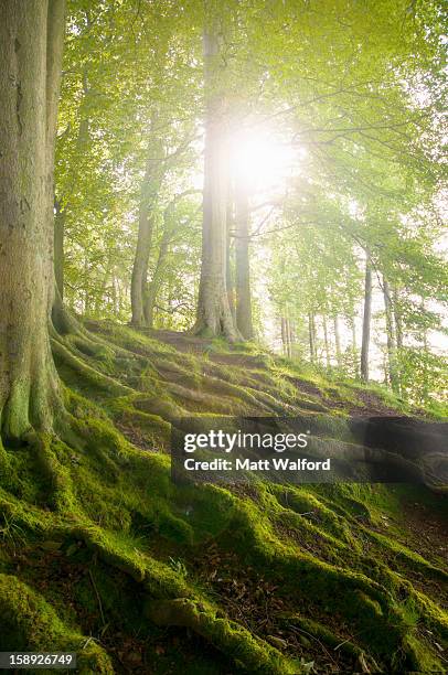 mossy tree roots on forest hillside - stourbridge stock pictures, royalty-free photos & images