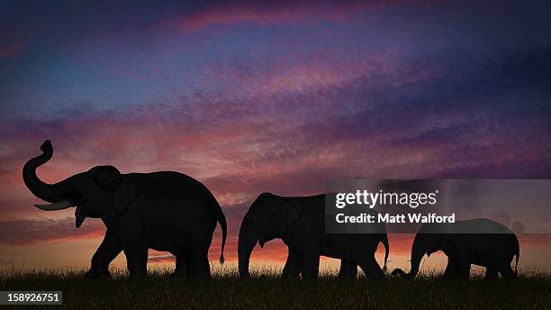 silhouette of elephants against sky - stourbridge stock pictures, royalty-free photos & images