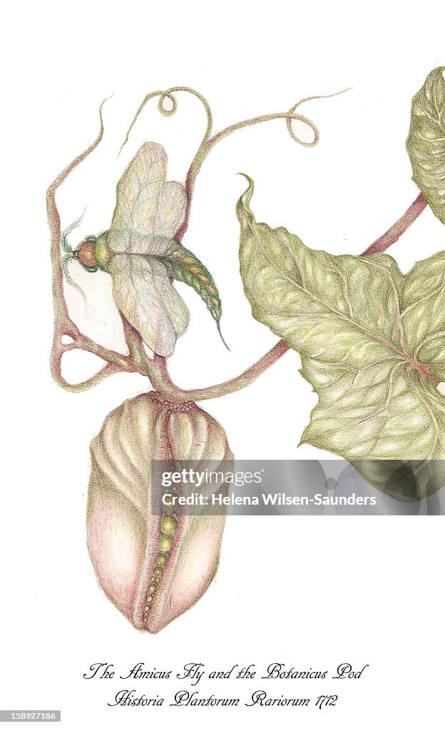 Green bottle fly and botanicus pod