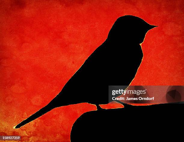 a silhouette of a bird - james orndorf stock illustrations