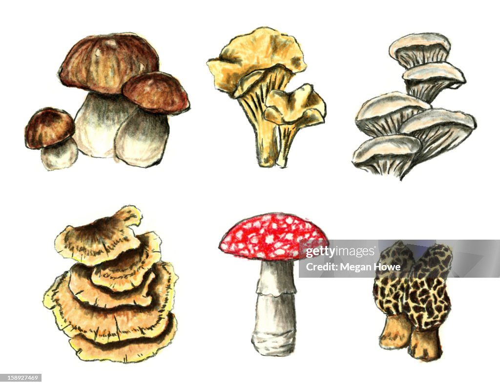 Various types of mushrooms