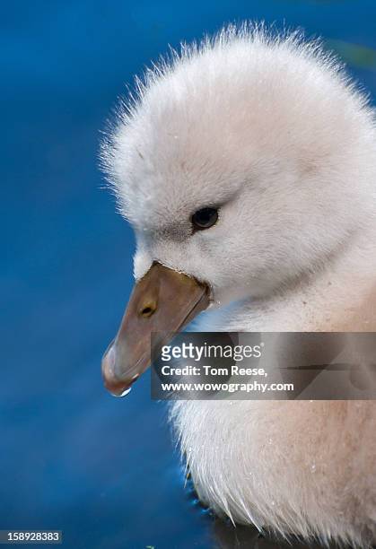 baby swan - wowography stock pictures, royalty-free photos & images