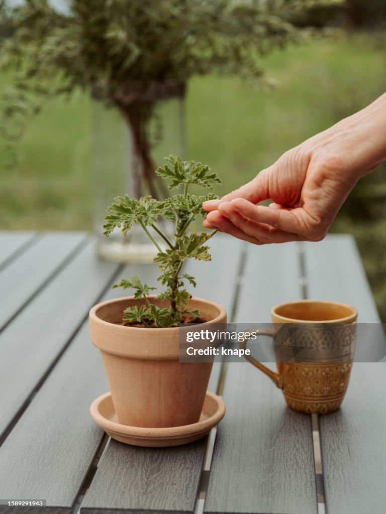 Hand touching Pelargonium graveolens also known as Dr Westerlunds geranium
