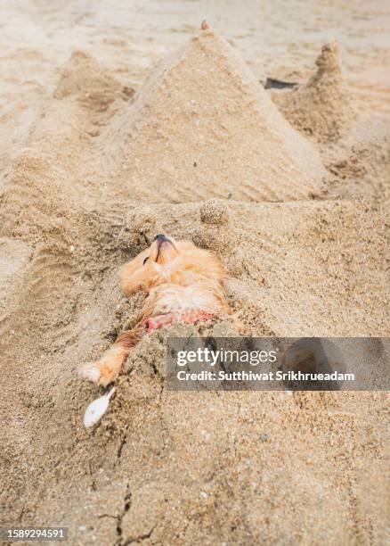 high angle view of dog buried in sand at beach - buried stock pictures, royalty-free photos & images