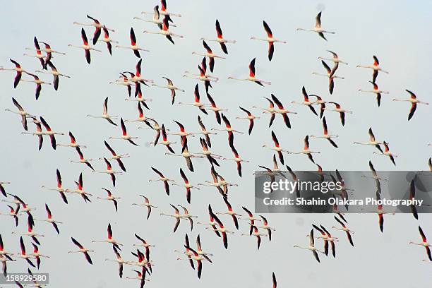 the greater flamingo (phoenicopterus roseus) - flock of birds stock pictures, royalty-free photos & images