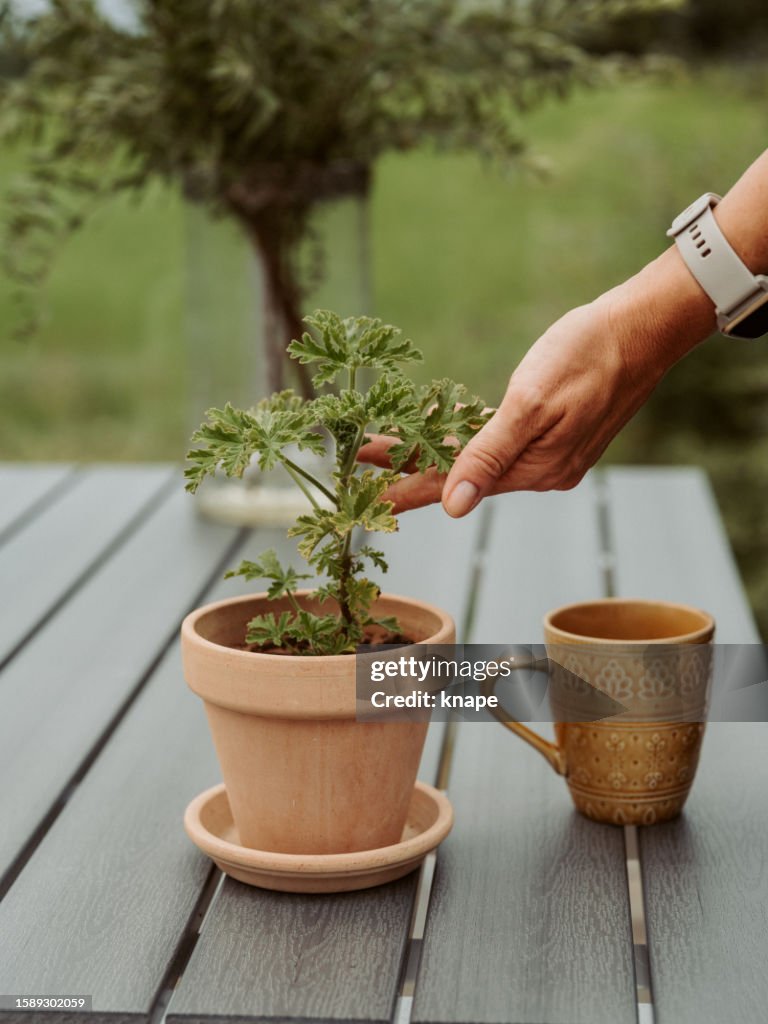 Hand touching Pelargonium graveolens also known as Dr Westerlunds geranium