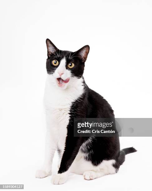 black and white cat licking his face on white background - black and white cat foto e immagini stock