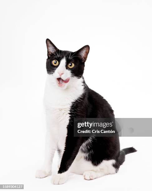 black and white cat licking his face on white background - cat cute stockfoto's en -beelden