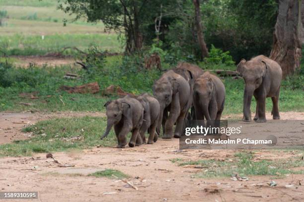 asian elephant calves, udawalawe national park, sri lanka - sri lanka elephant stock pictures, royalty-free photos & images