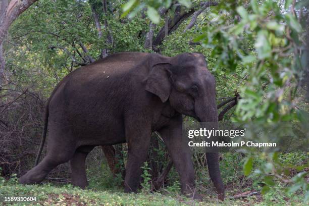 asian elephant, udawalawe national park, sri lanka - sri lanka elephant stock pictures, royalty-free photos & images