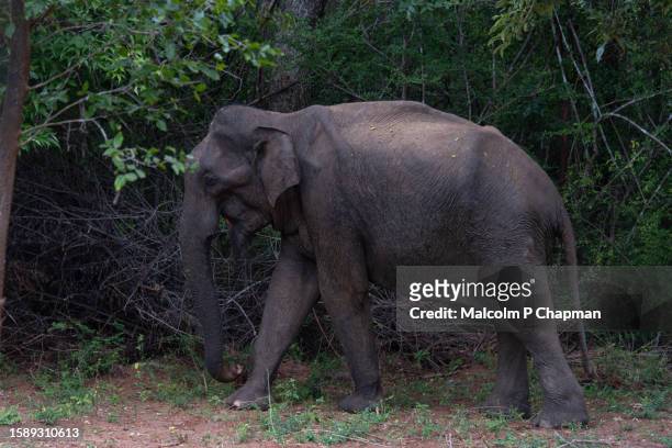 asian elephant, udawalawe national park, sri lanka - sri lanka elephant stock pictures, royalty-free photos & images