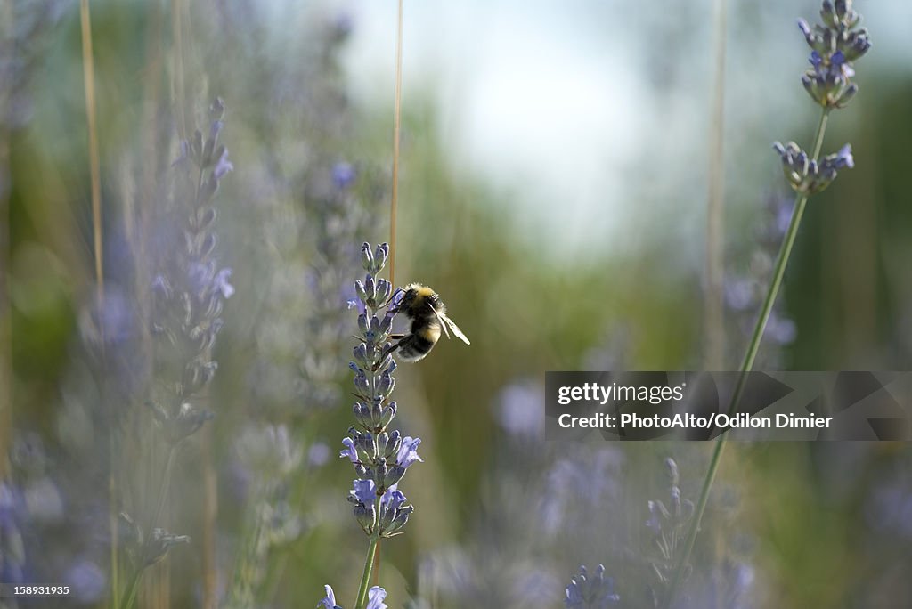 Bumblebee perching on lavender flowers