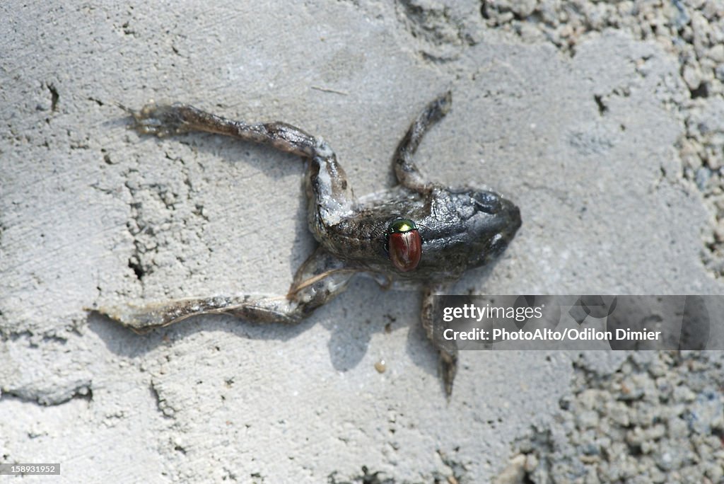 Japanese beetle on dead frog