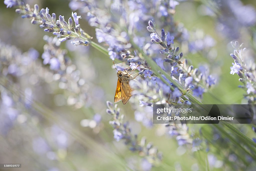 Skipper butterfly on lavender flowers