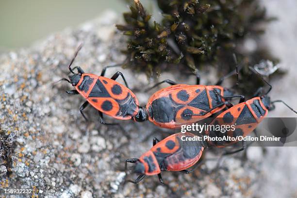 firebugs mating - accouplement animal photos et images de collection