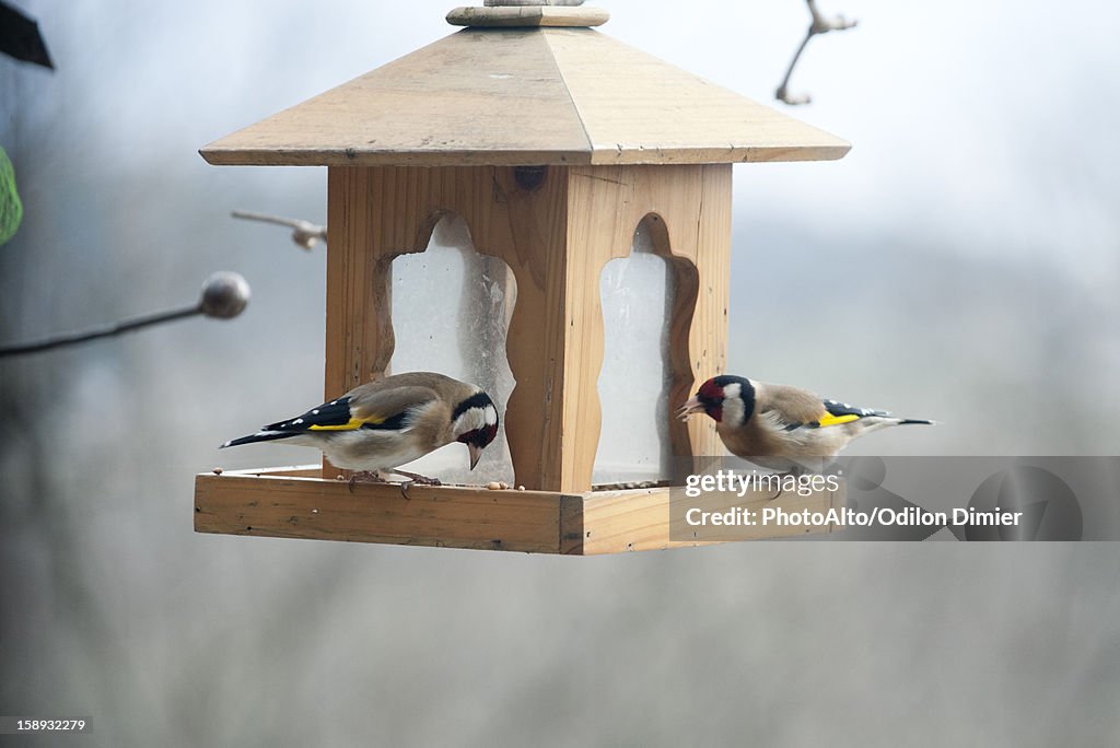 European goldfinches (Carduelis carduelis) on bird feeder