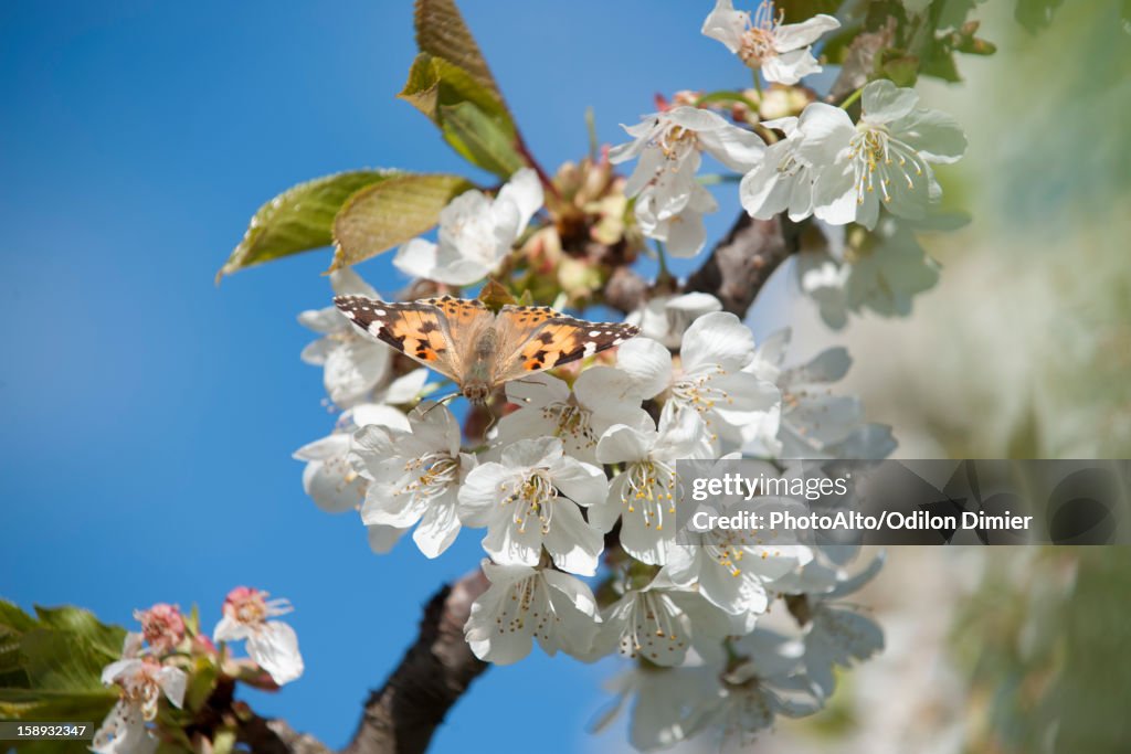 Butterfly on cherry blossom