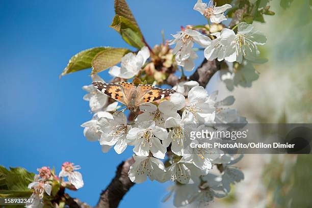 butterfly on cherry blossom - rhone alpes stock pictures, royalty-free photos & images