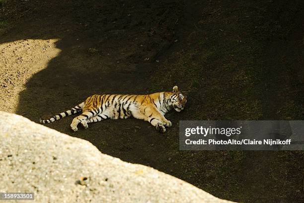 tiger taking a nap, lincoln park zoo chicago - tiger foto e immagini stock