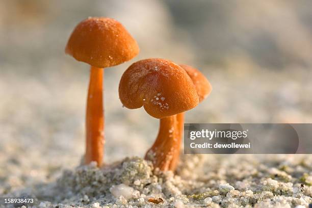 tiny mushrooms... - vlieland stock pictures, royalty-free photos & images