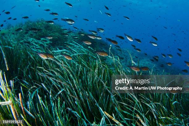 neptune seagrass posidonia oceanica underwater with natural sunlight in mediterranean sea - seagrass stock pictures, royalty-free photos & images