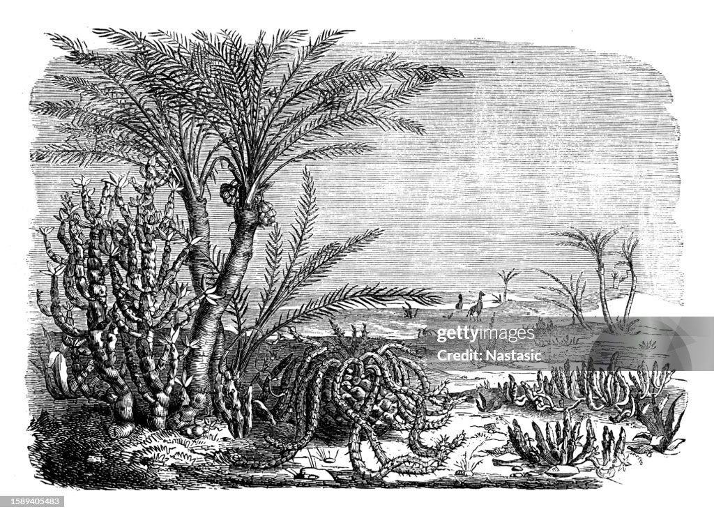 Eine ideale afrikanische Landschaft