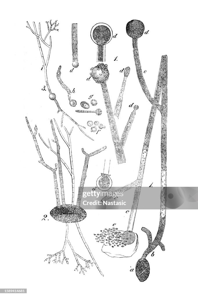 A mold-like transformation of the pollen cell of the tiger lily