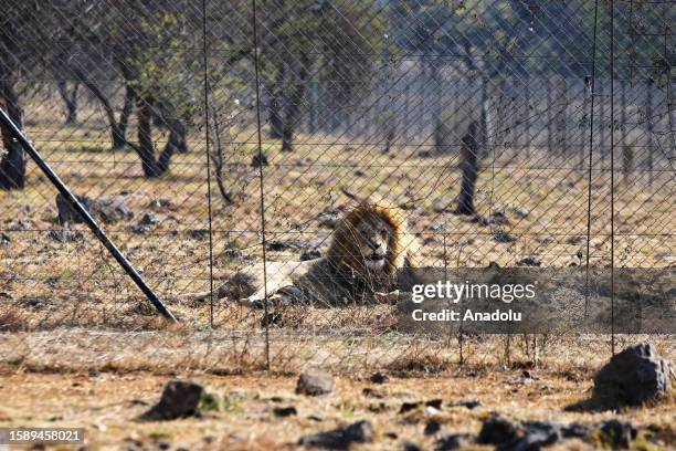 Lion is seen on display to tourists at special nature parks ahead of World Lion Day in Gauteng, South Africa on July 28, 2023. Home to Africa's...