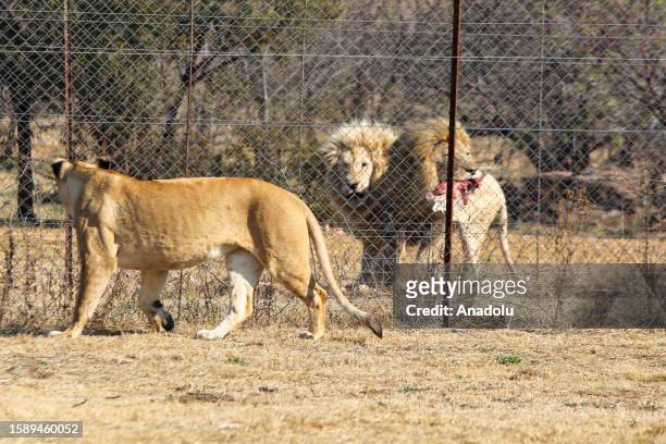 Lions are seen on display to tourists at special nature parks ahead of World Lion Day in Gauteng, South Africa on July 28, 2023. Home to Africa's...